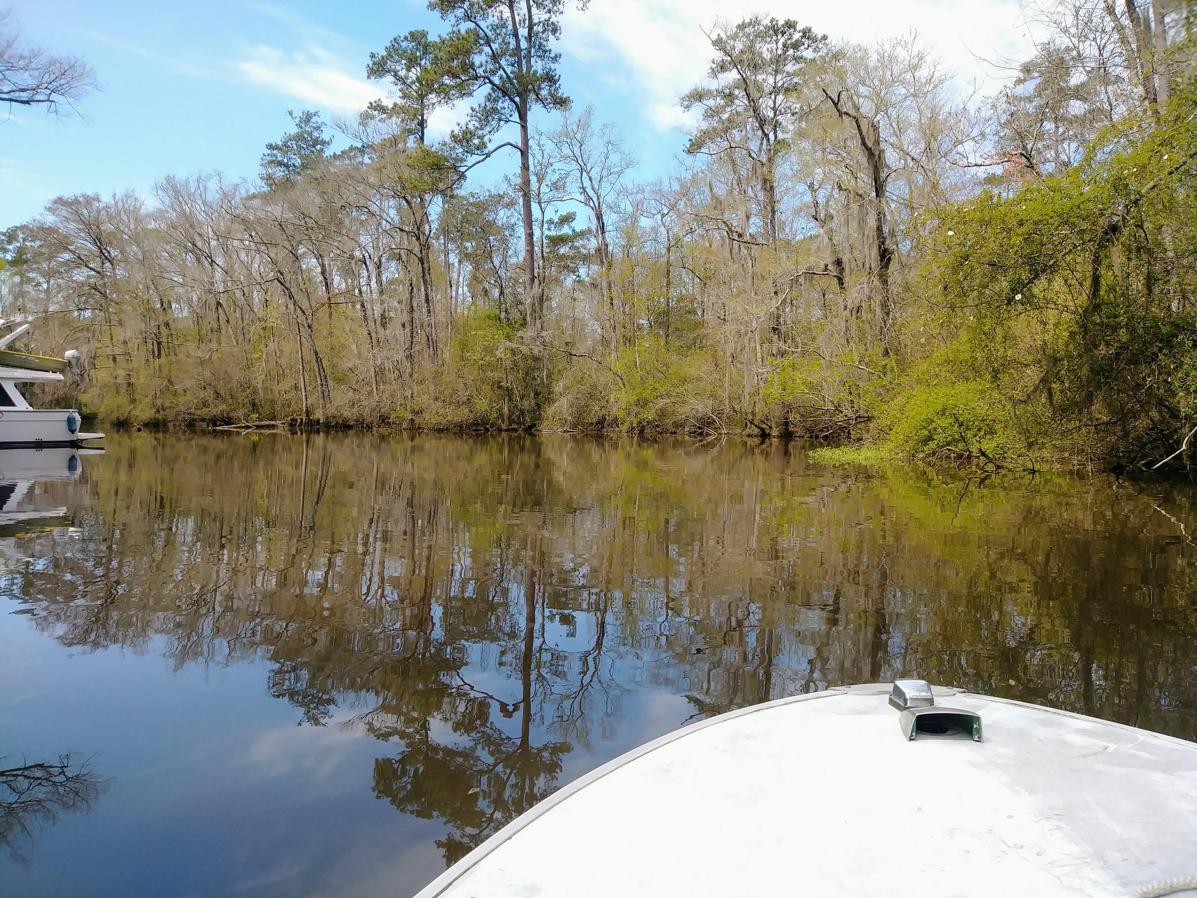 Stained Northshore bayou water beside wooded shoreline cover